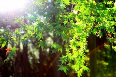 木漏れ日 木漏れ日