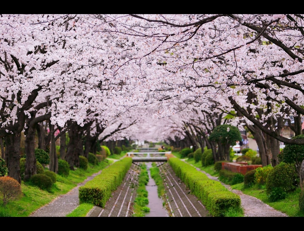 桜隧道