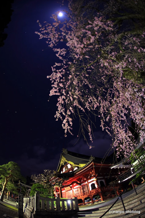 月夜桜の舞