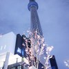 スカイツリー桜