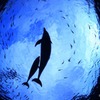 共に・・生きる　“Dolphin”