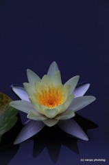 Water lily