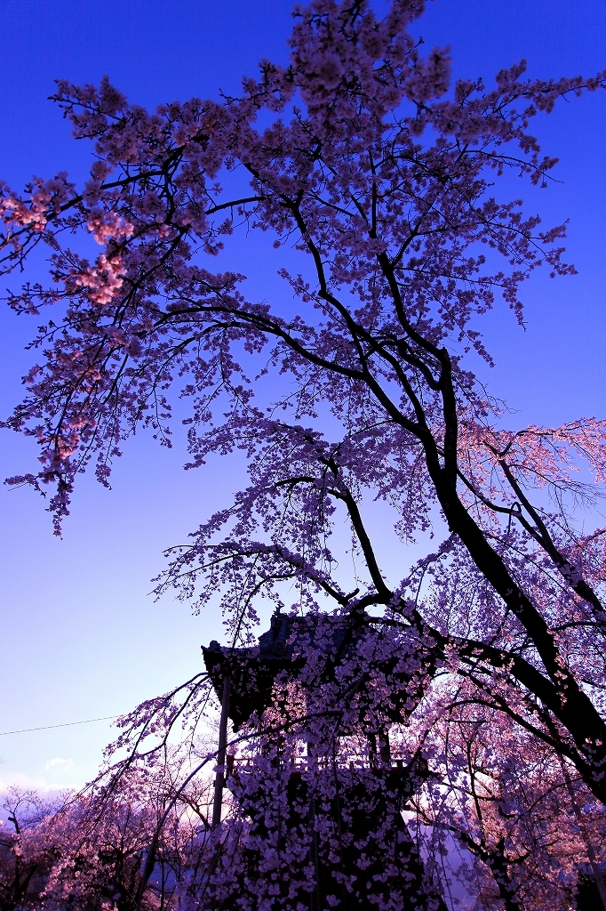 しだれ桜