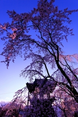 しだれ桜