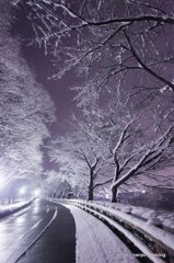雪　2011
