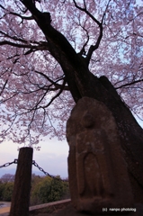 桜への願い・・・祈り