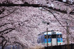 桜のトンネル