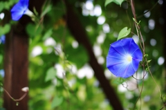 ヘブンリーブルー ヘブンリーブルー