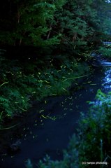 firefly（蛍）水上の低空飛行