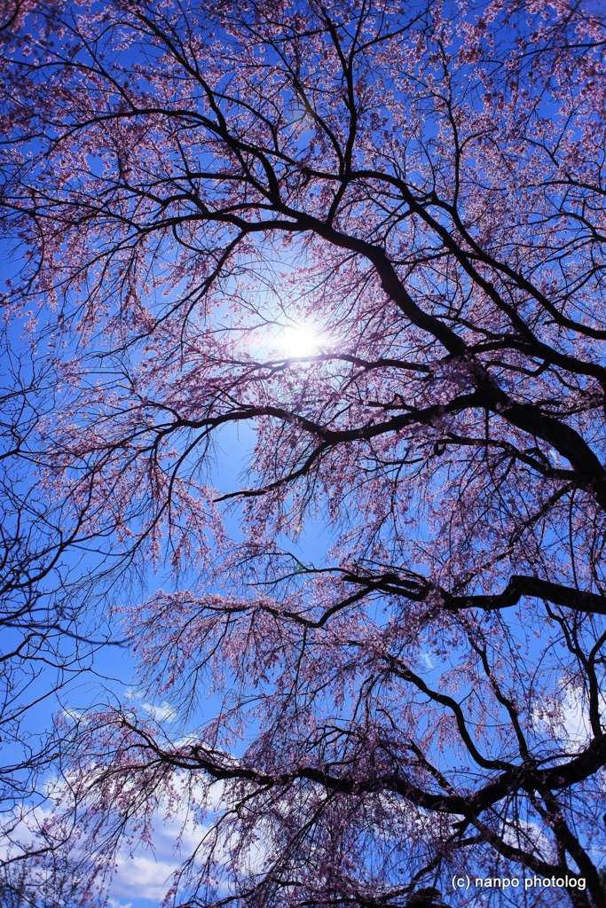 青空の桜花舞
