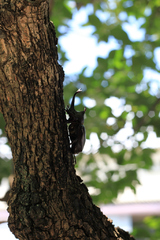 カブトムシ カブトムシ