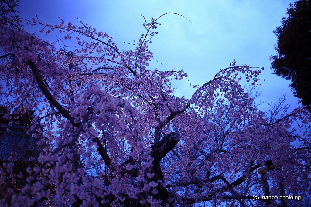 宝寿院　夢窓国師　桜　200年