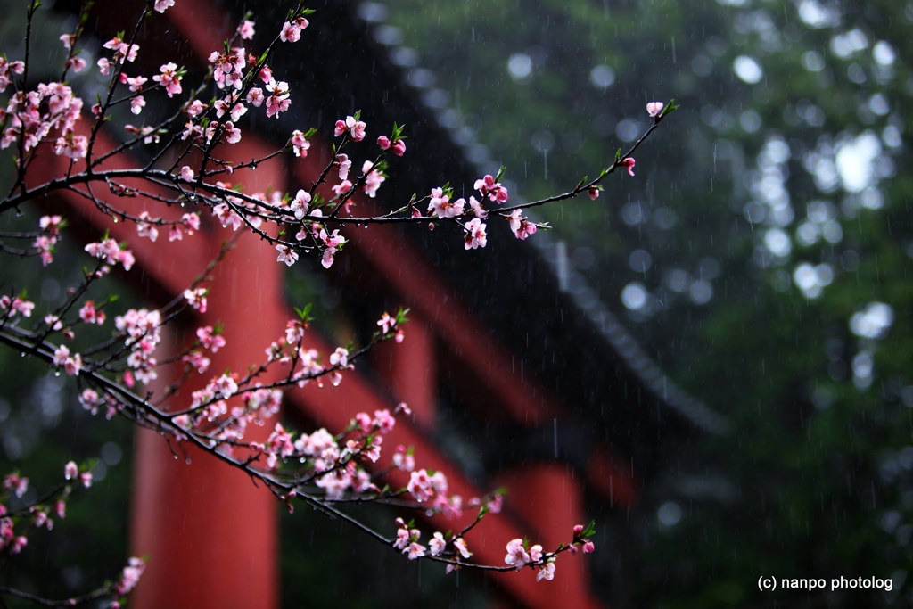 雨の葉桜
