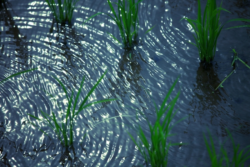 おたまじゃくしの作る波紋