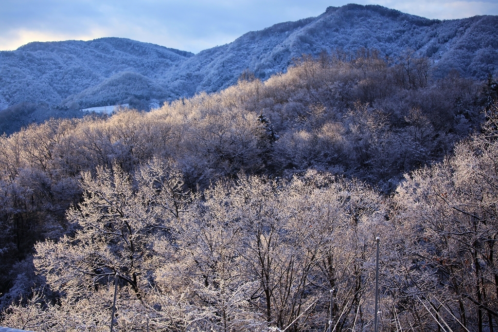 桜か…