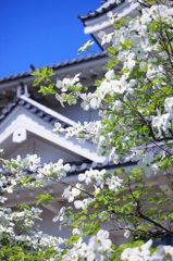 五月晴れ