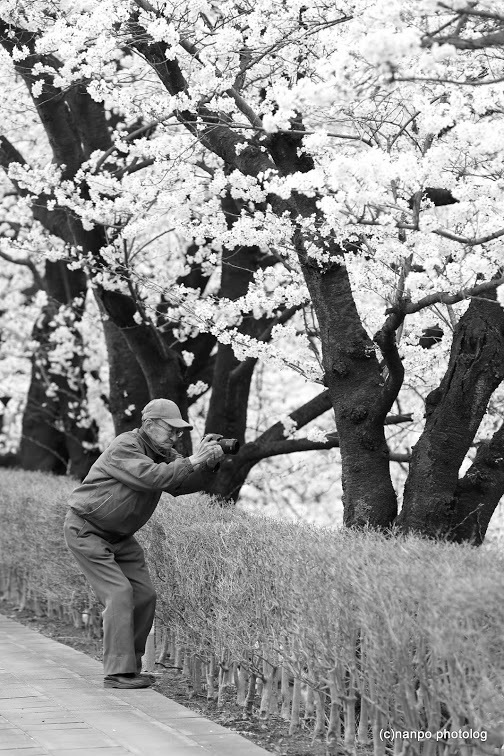 桜の魅力