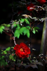 ぼたんの花