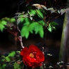 ぼたんの花