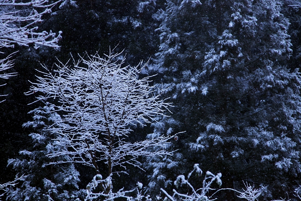 今日は初雪