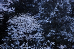 今日は初雪