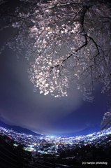夜空。、踊る桜