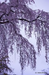 身延山久遠時　しだれ桜