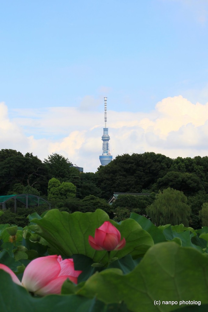 東京スカイツリー