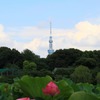 東京スカイツリー