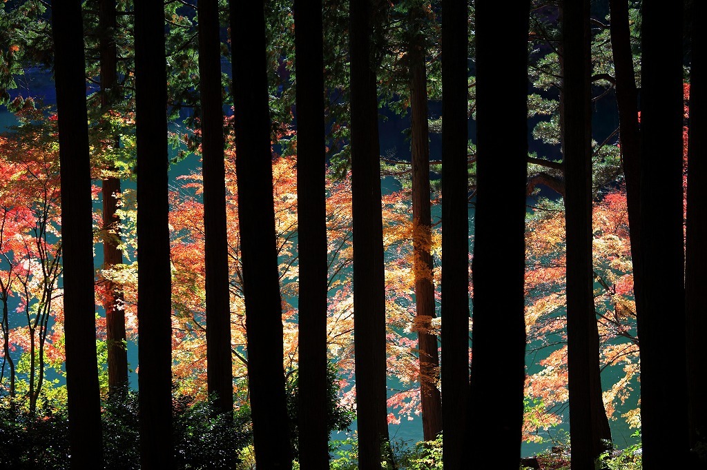 紅葉2009　伊奈ヶ湖（山梨県）