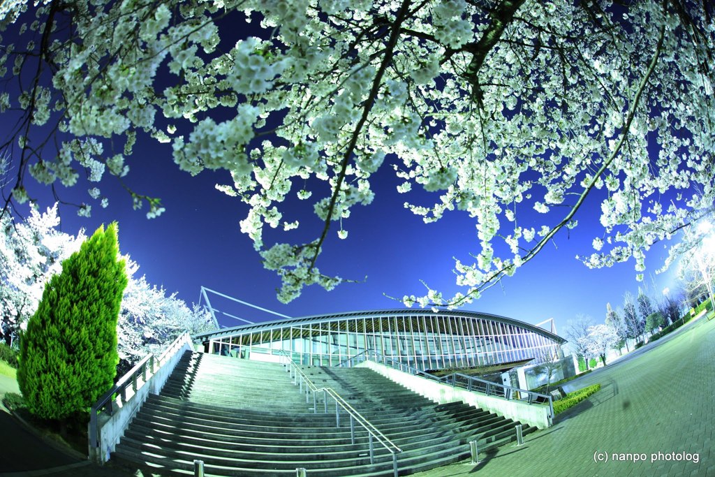 公園の桜