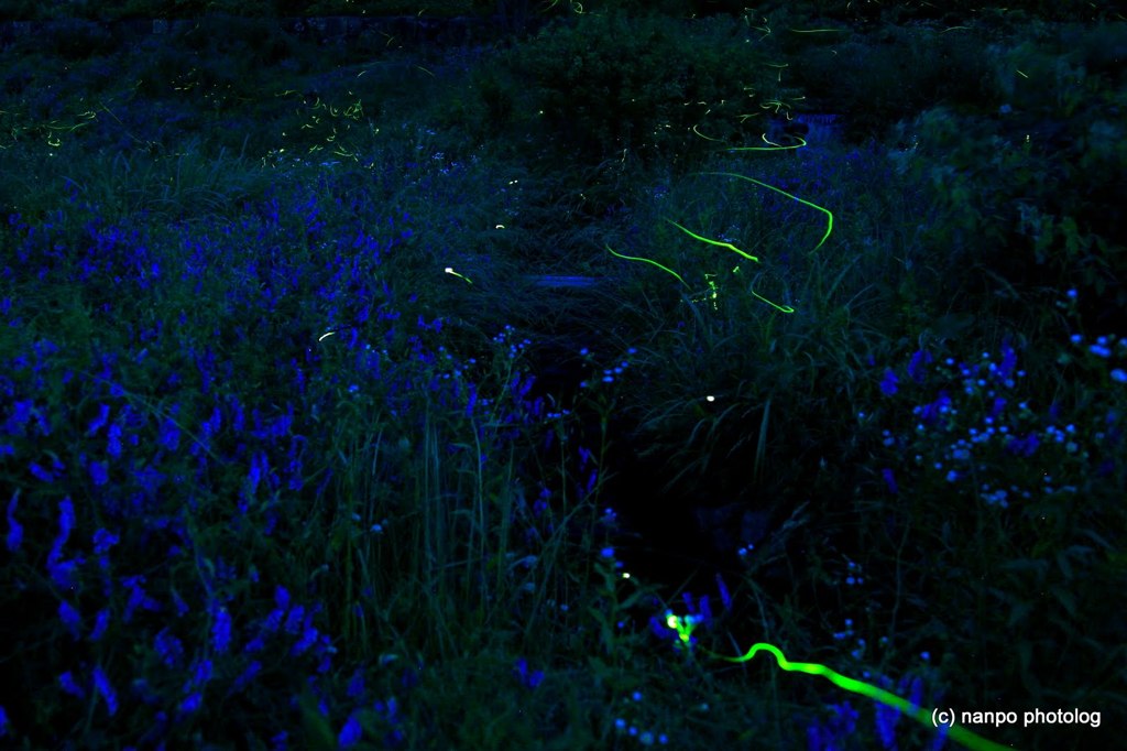 夜風に舞う・・