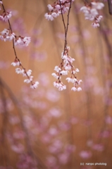 しだれ桜・・風にゆられて