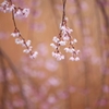 しだれ桜・・風にゆられて