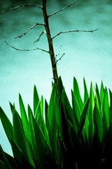 水辺にあった植物 水辺にあった植物