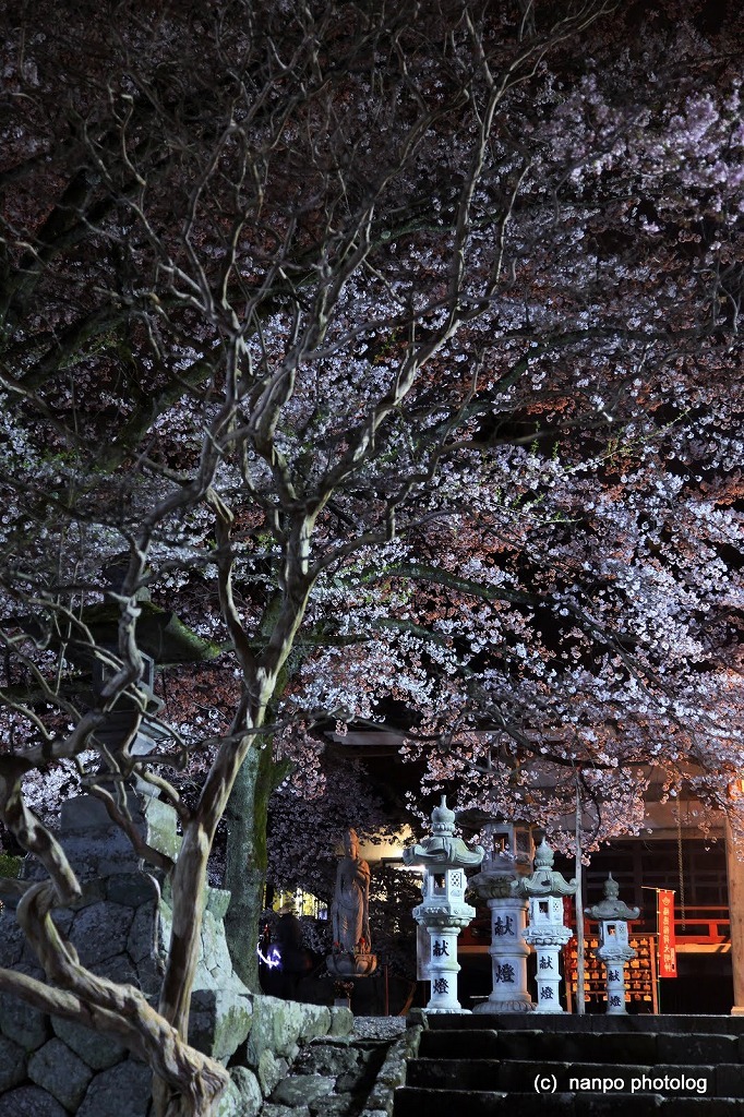 桜に思う・・