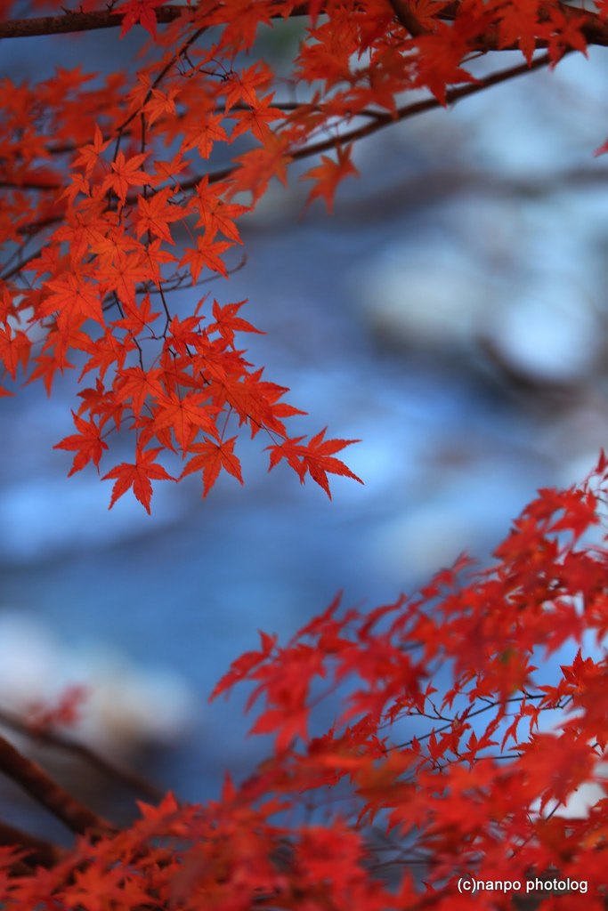 渓谷の紅葉