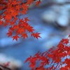 渓谷の紅葉