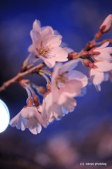 宝寿院　夢窓国師　桜