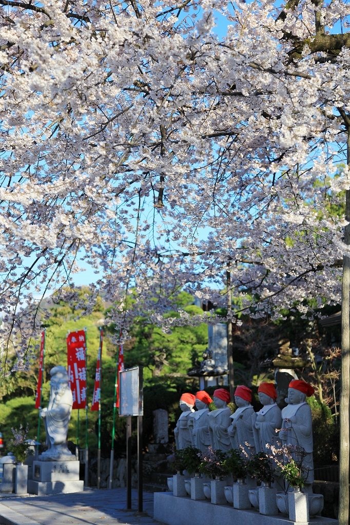 桜を見守る