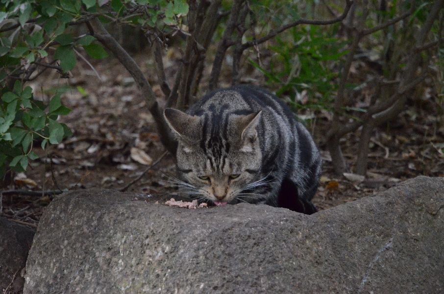 ねこ