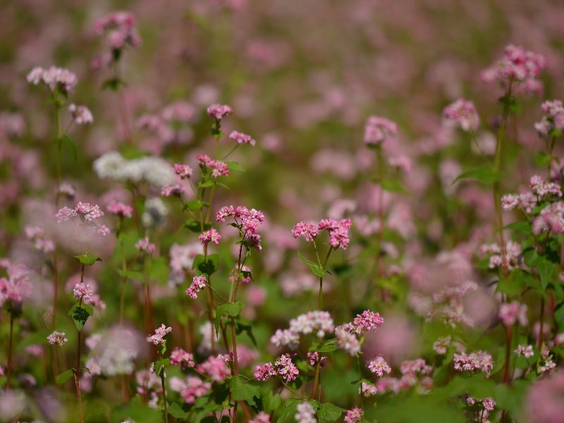 ピンクの小花