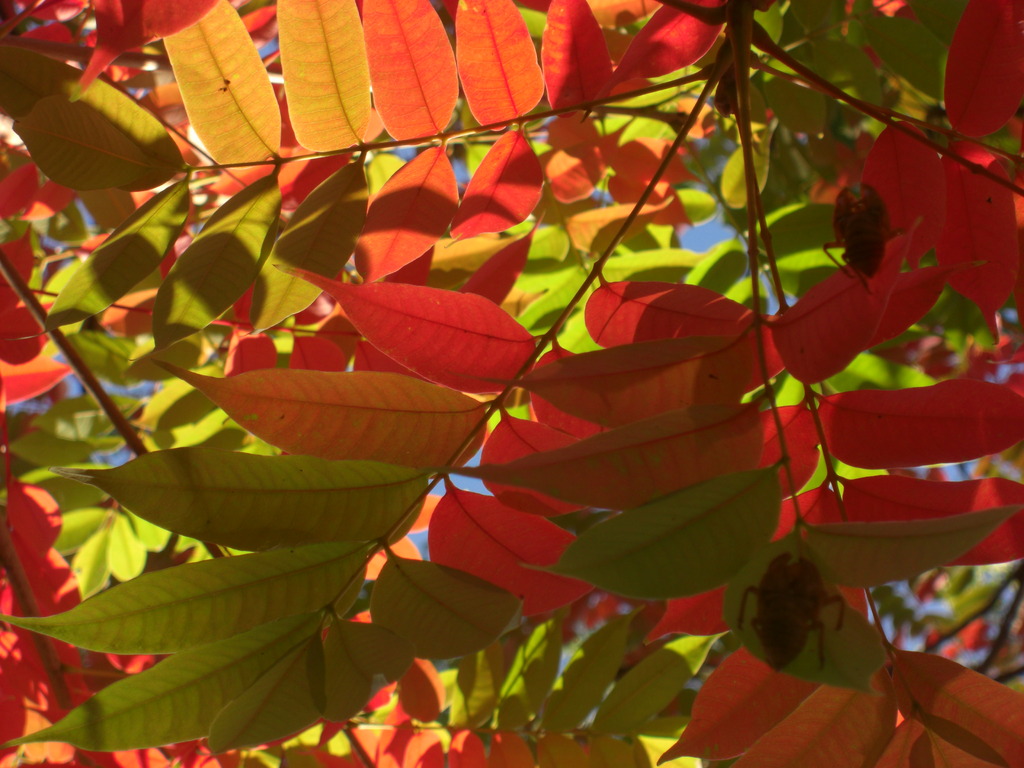 紅葉
