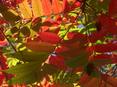紅葉