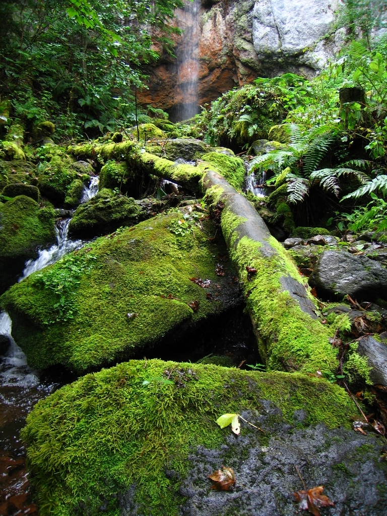 苔の世界