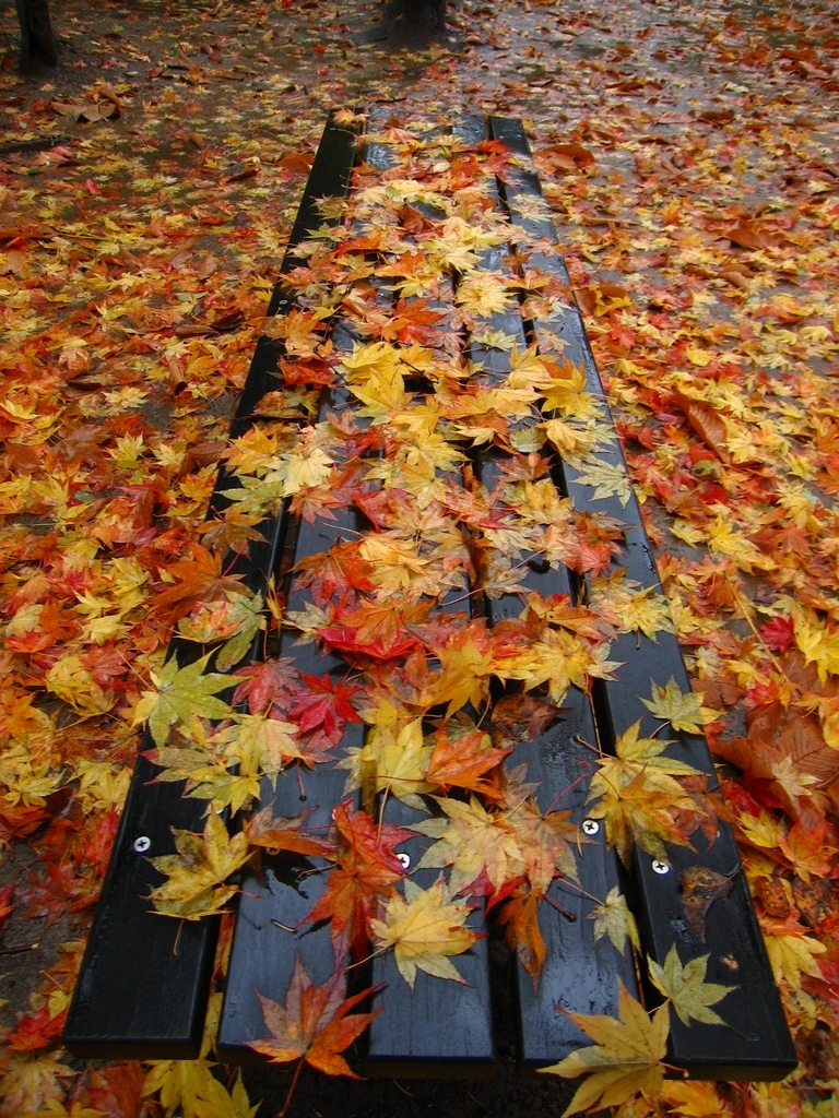 雨　紅葉