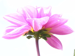 DSC02611