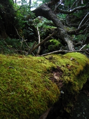 苔