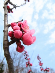 蕾