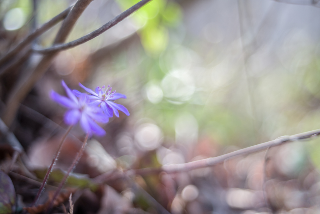 20220409 Spring ephemera・・・♡l